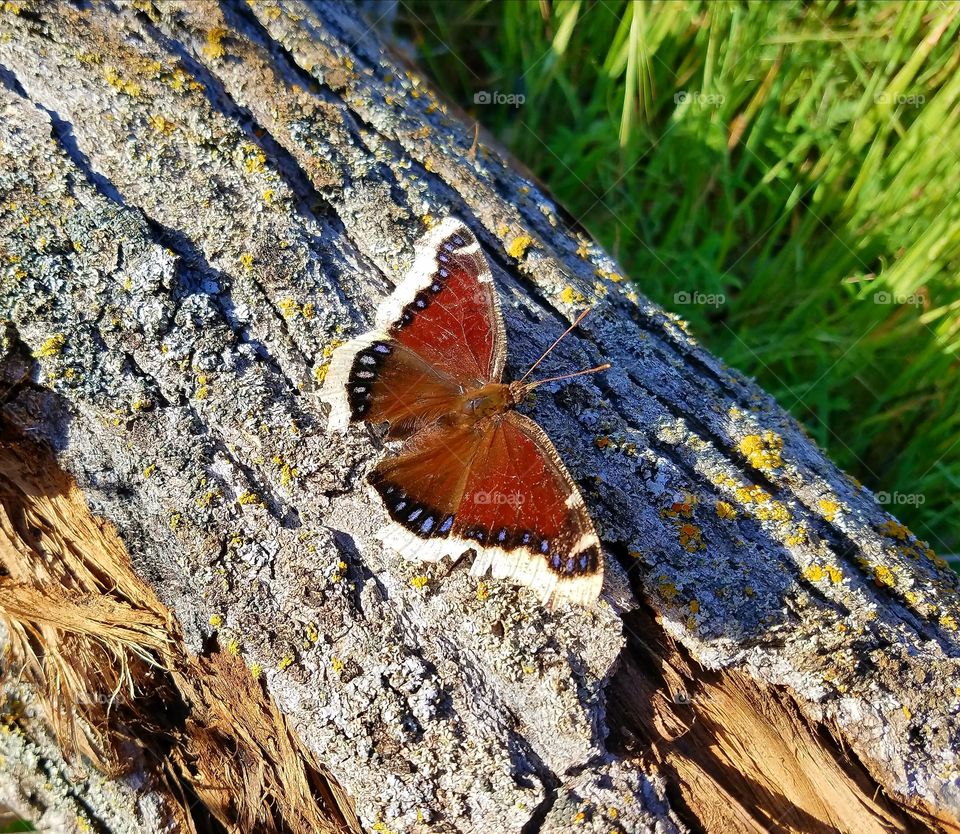 Colorful butterfly in a meadow