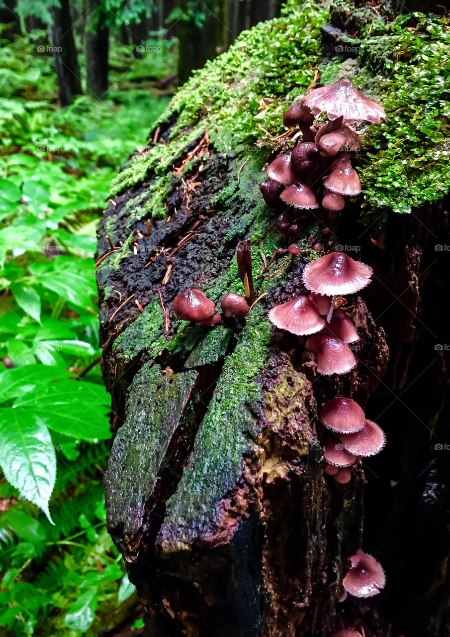 Mushrooms on tree trunk