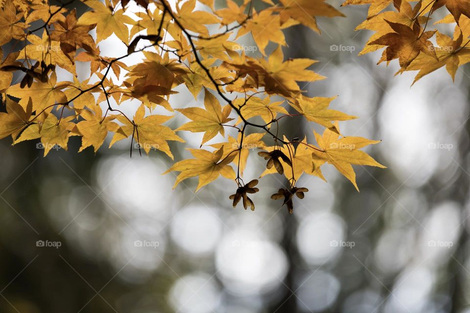 Maple tree branches with beautiful yellow leaves in the forest with bokeh in the background, shot in the fall 