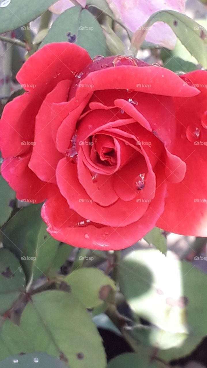 raindrops on the red rose