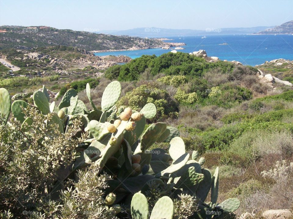 cactus and landscape