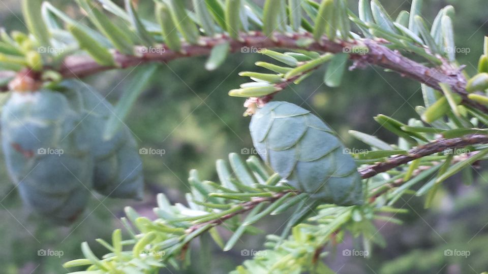 green pine cone. evergreen