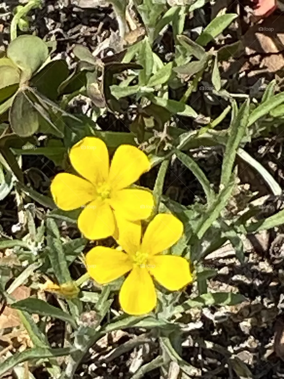 Beautiful in yellow 