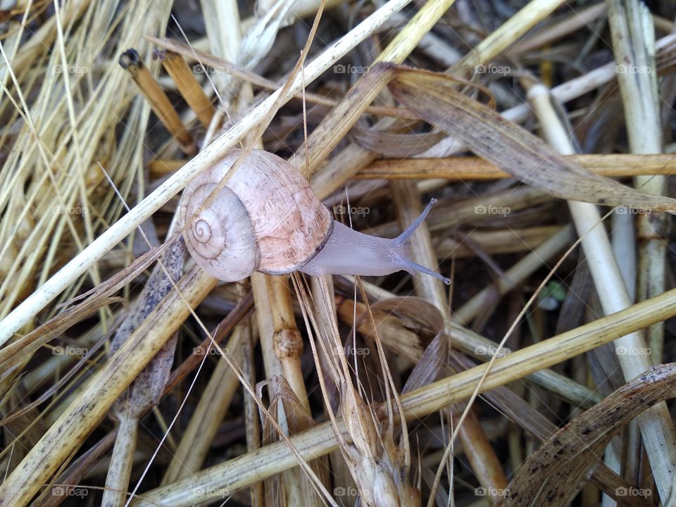 Snail