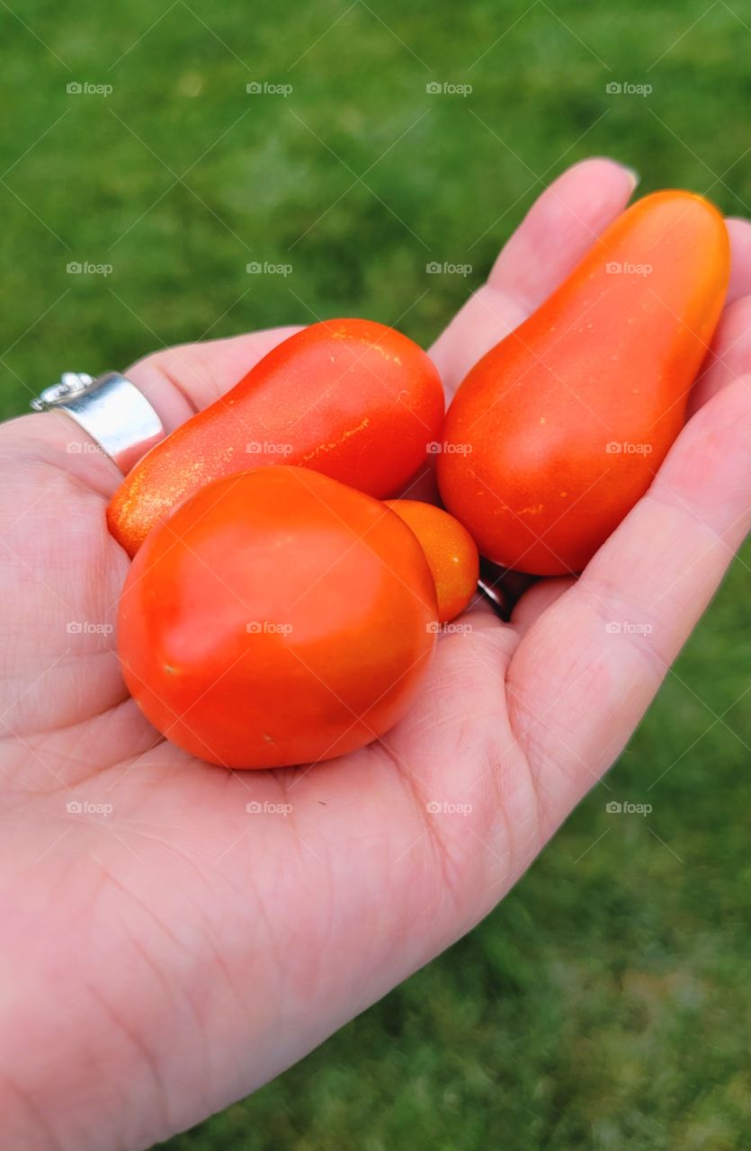 my Garden Bounty,  my Moods of summer