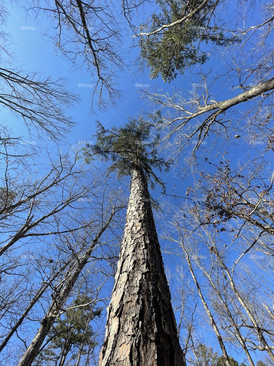 Loblolly Pine