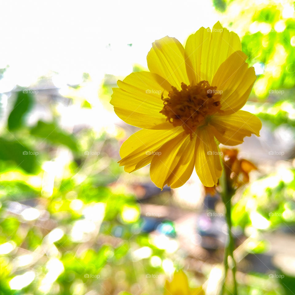 Flower Yellow Sun