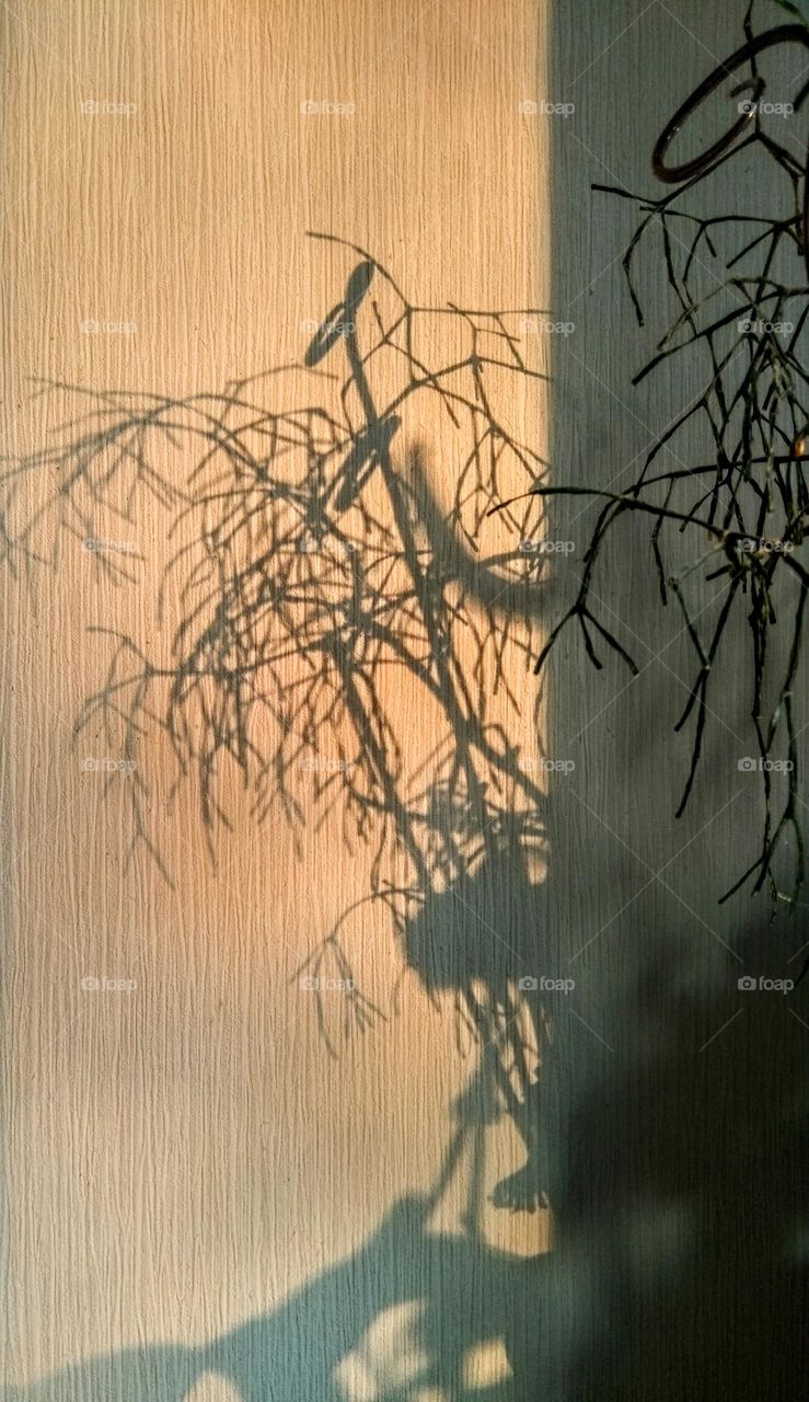 house plants in sunlight and shadows beautiful texture on a wall abstract background