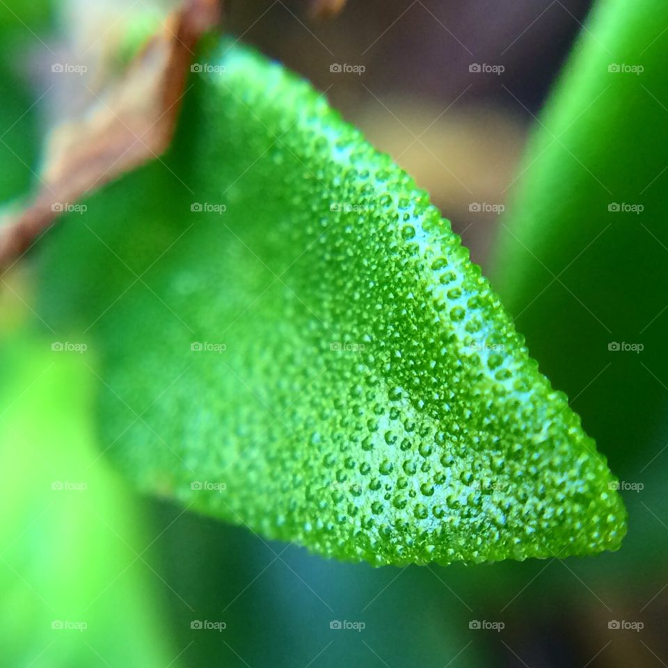 Leaf. Macro leaf