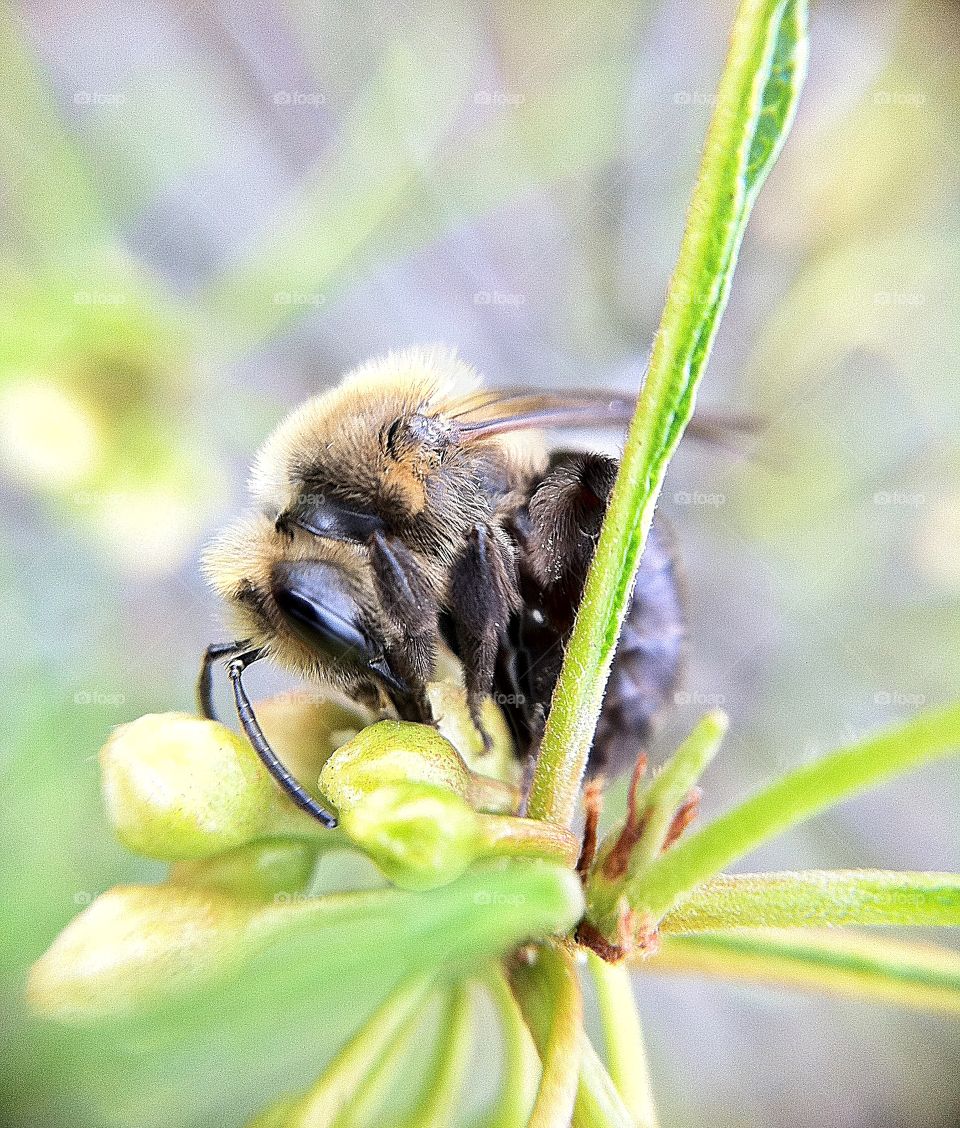 Bumble bee on flower bud