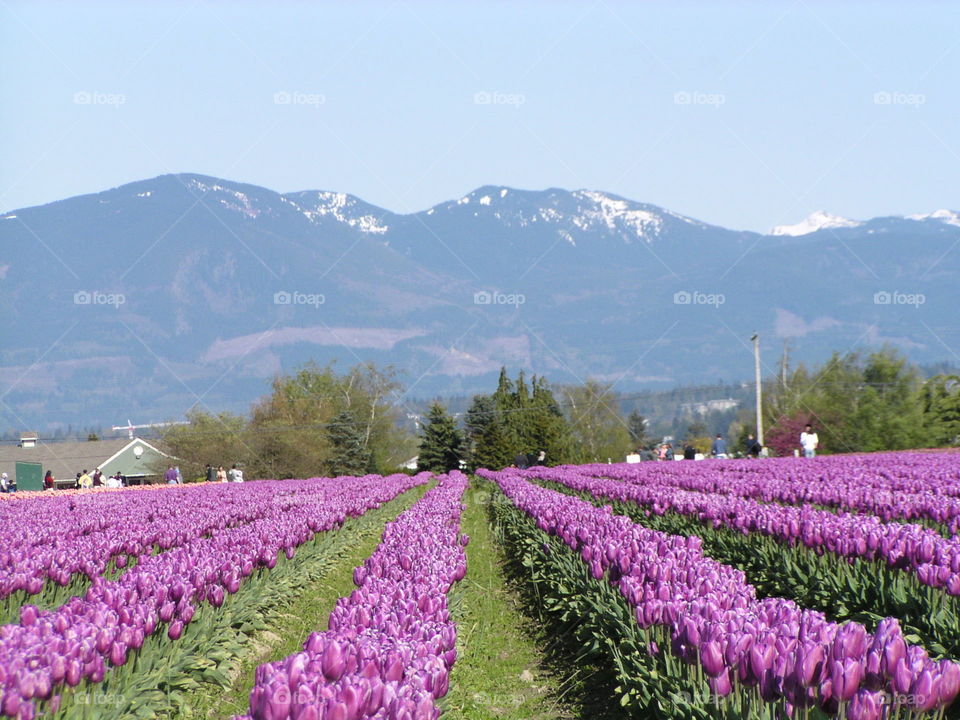 tulip field scenic