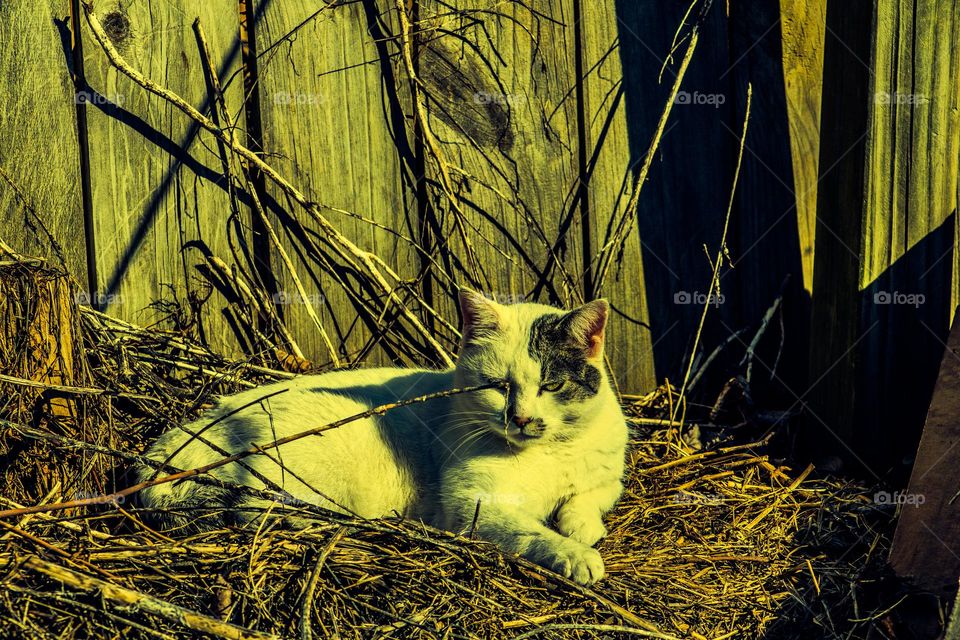 cat resting in a brush pile