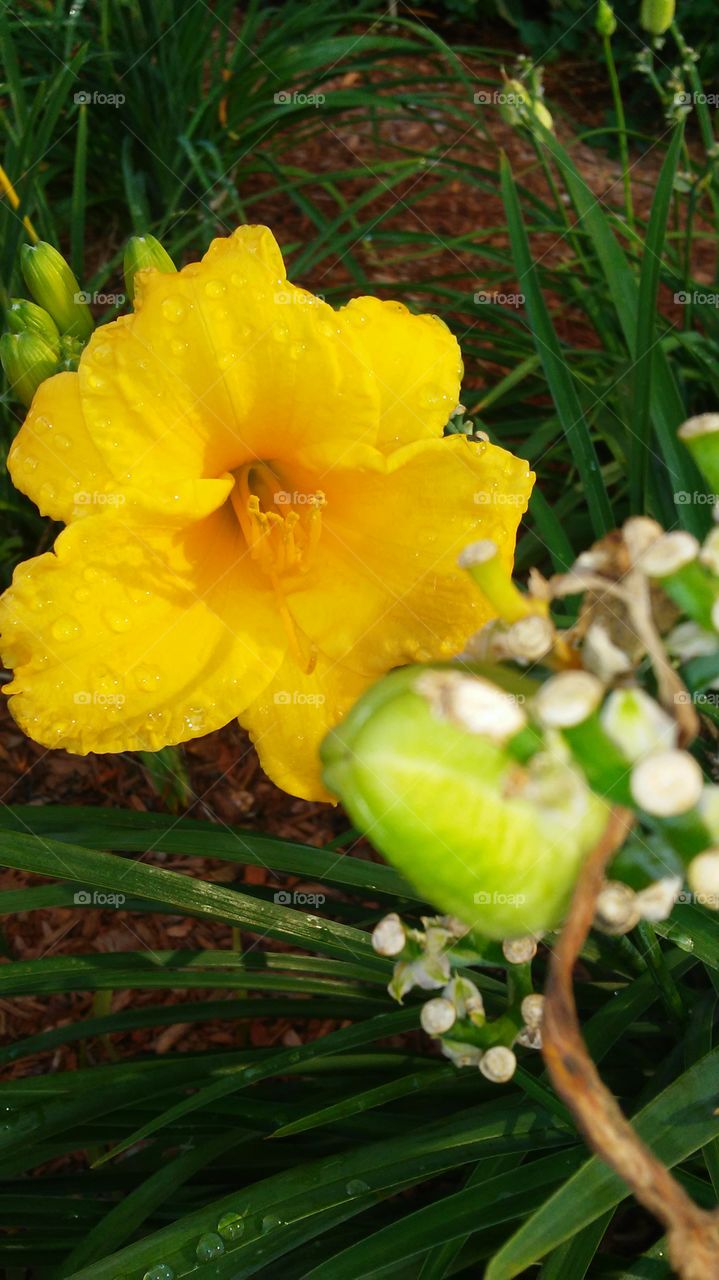 Nature, Leaf, No Person, Flora, Flower