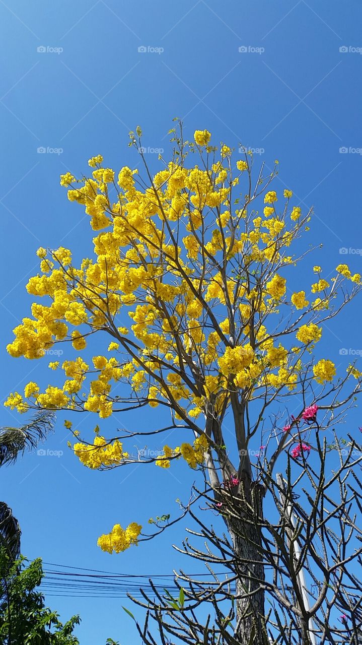 Spring blossoms. Walking to work and I took this picture. the blossoms are beautiful. 