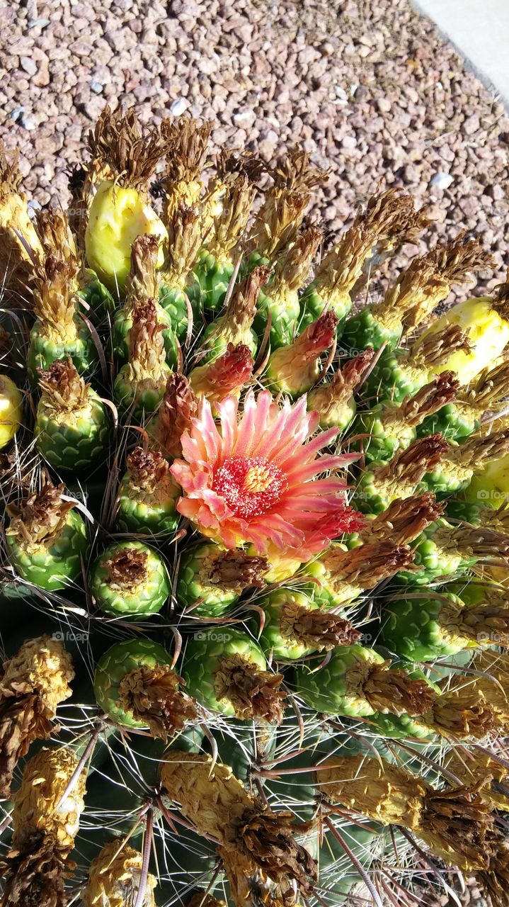 blooming cactus
