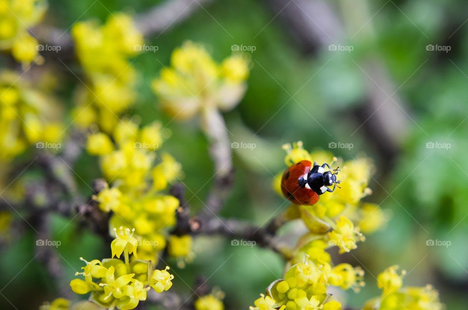 Ladybug