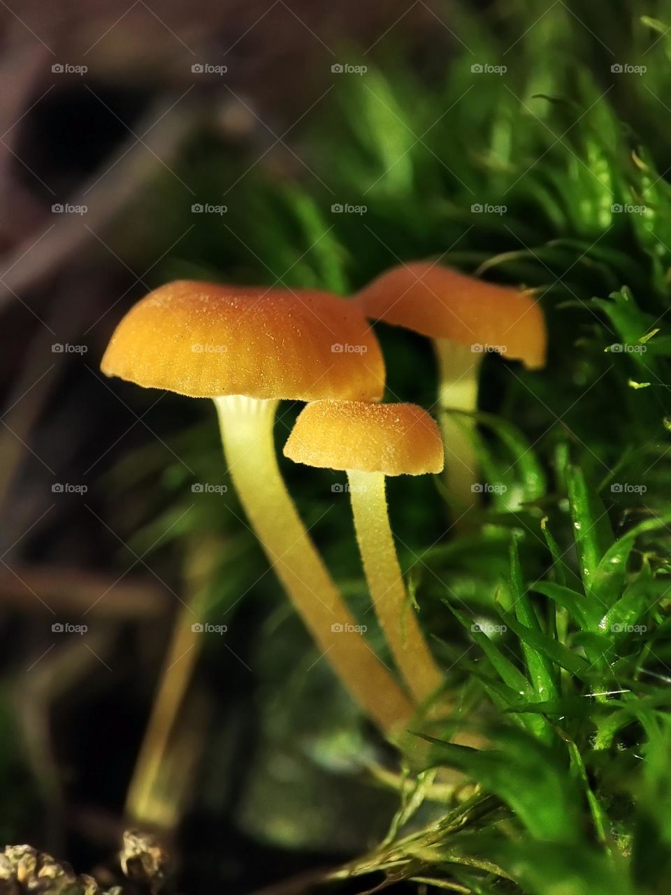 Macro photo of a mushroom growing in the forest