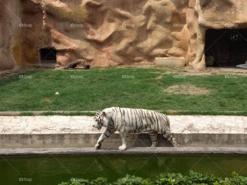 Bengal tiger