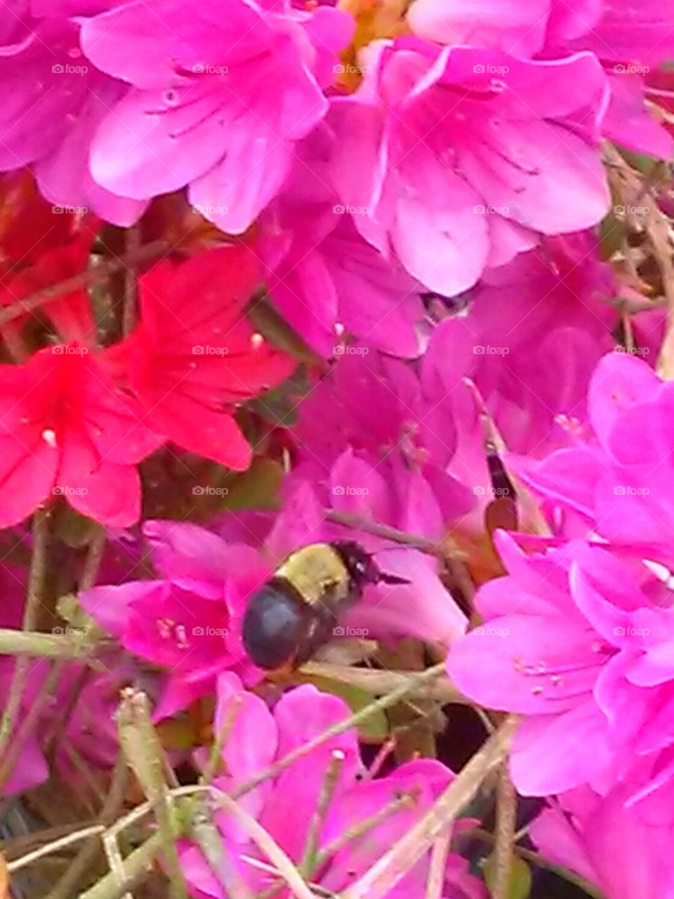 bee in azaleas 