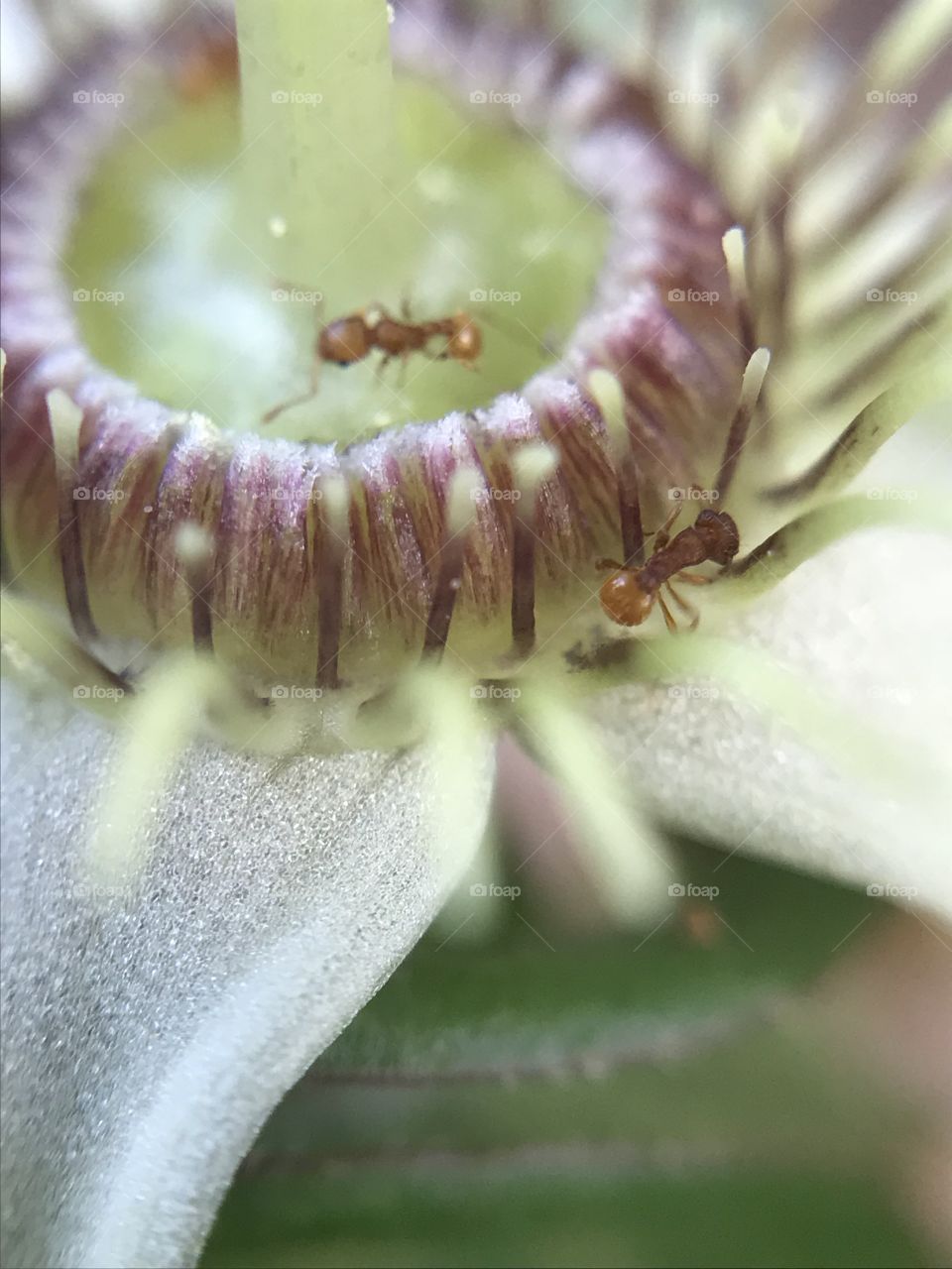 Macro of a flower with ants on it.