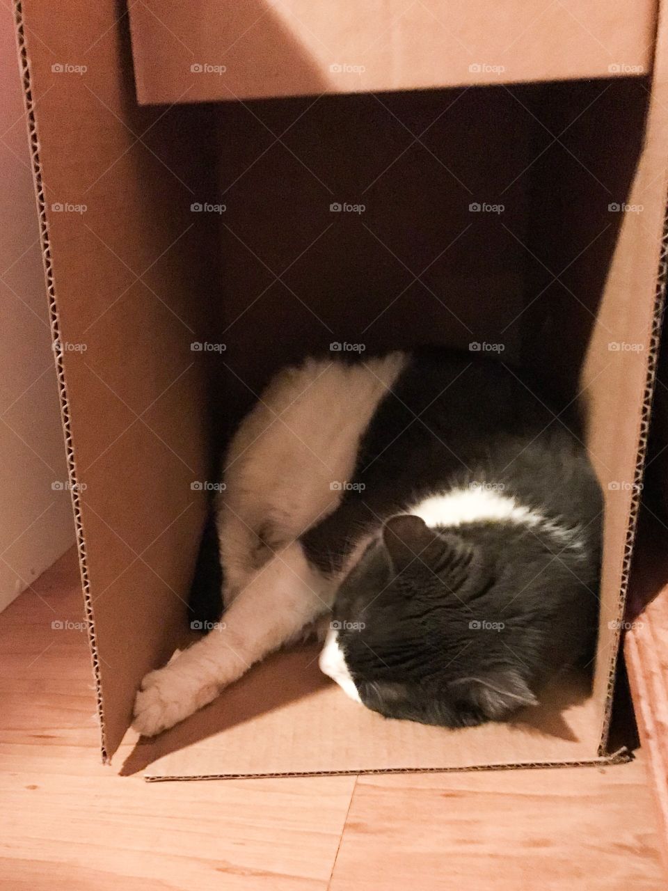 Cat in a box. There may be cat beds, our beds, laundry piles, soft furniture but really, what’s better than a box! Even my 23lb polar bear cat can find a box big enough for him to snuggle into! Way to go Sal!