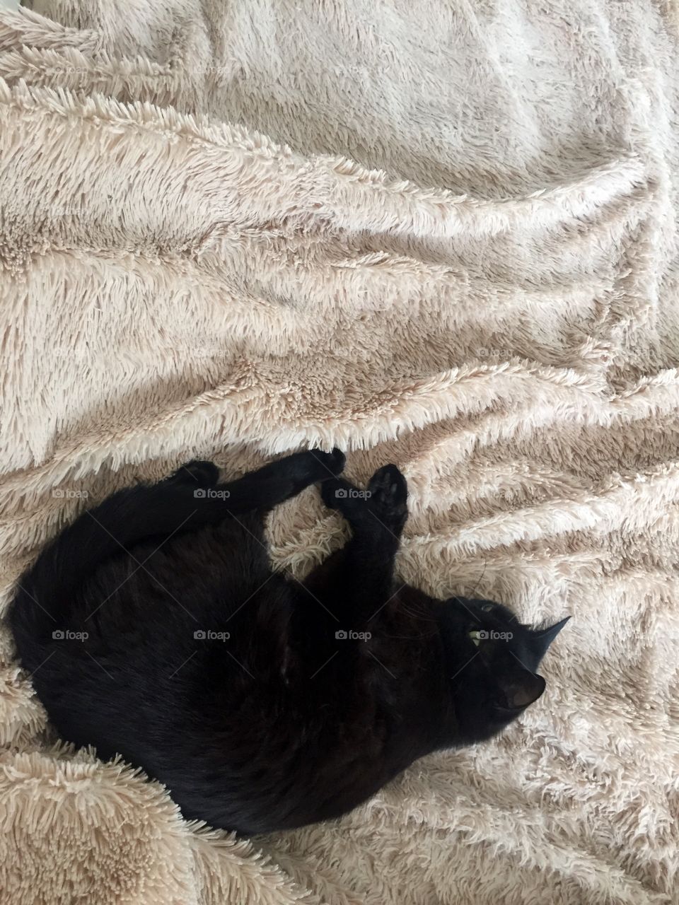 Sunday morning is very cozy with a cat