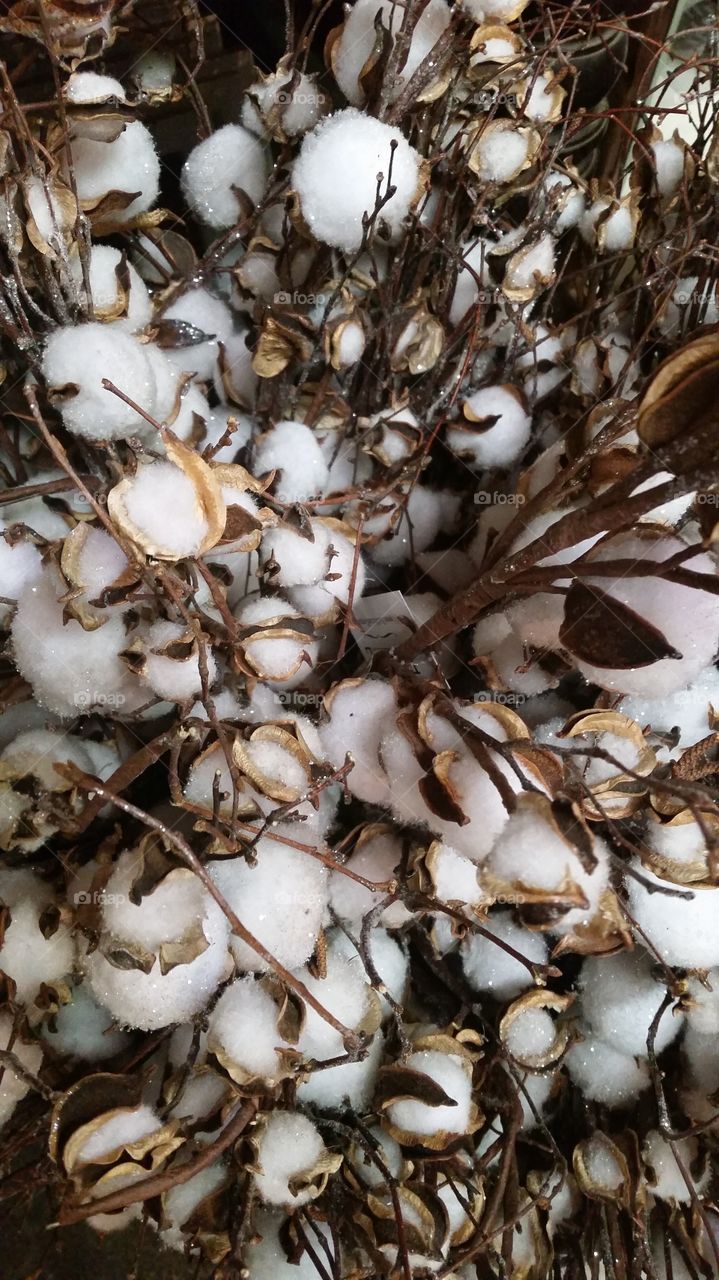 Nothing says "the Delta" like a bouquet of cotton