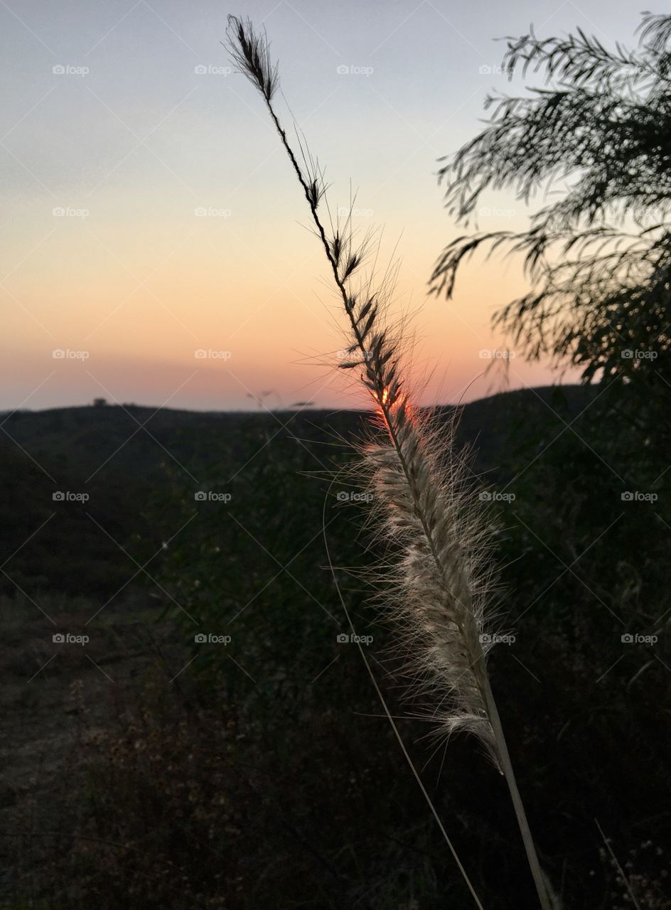 Landscape in color at sunset