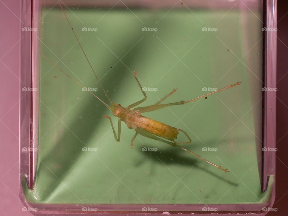 Heuschrecke in Lebendfalle