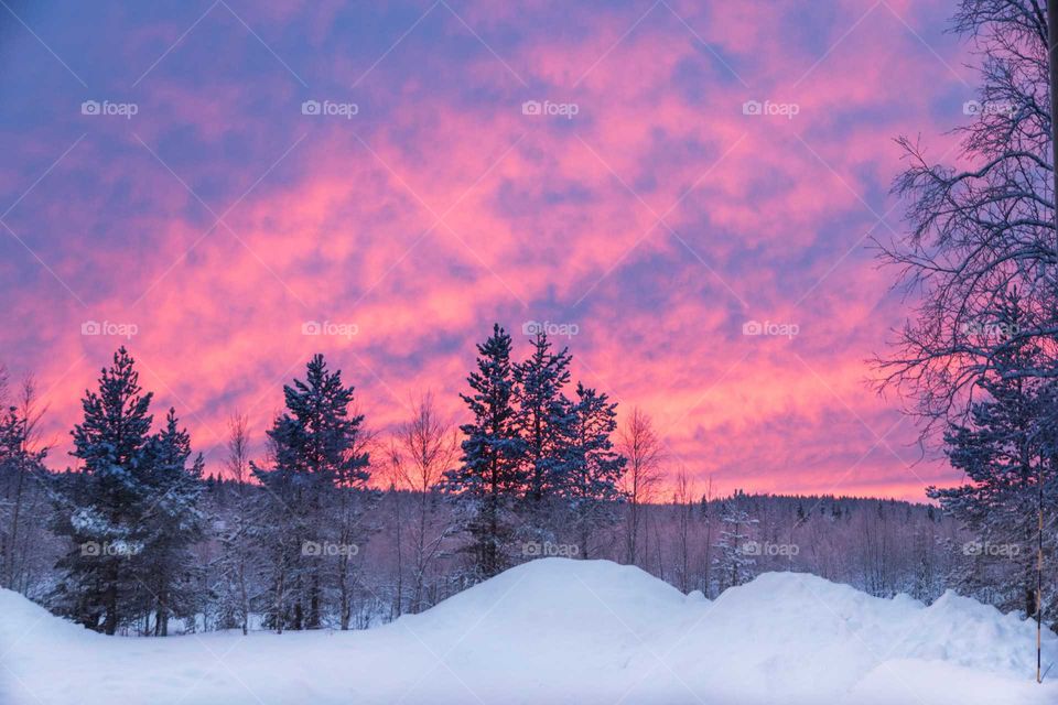 Dramatic pink sky in winter
