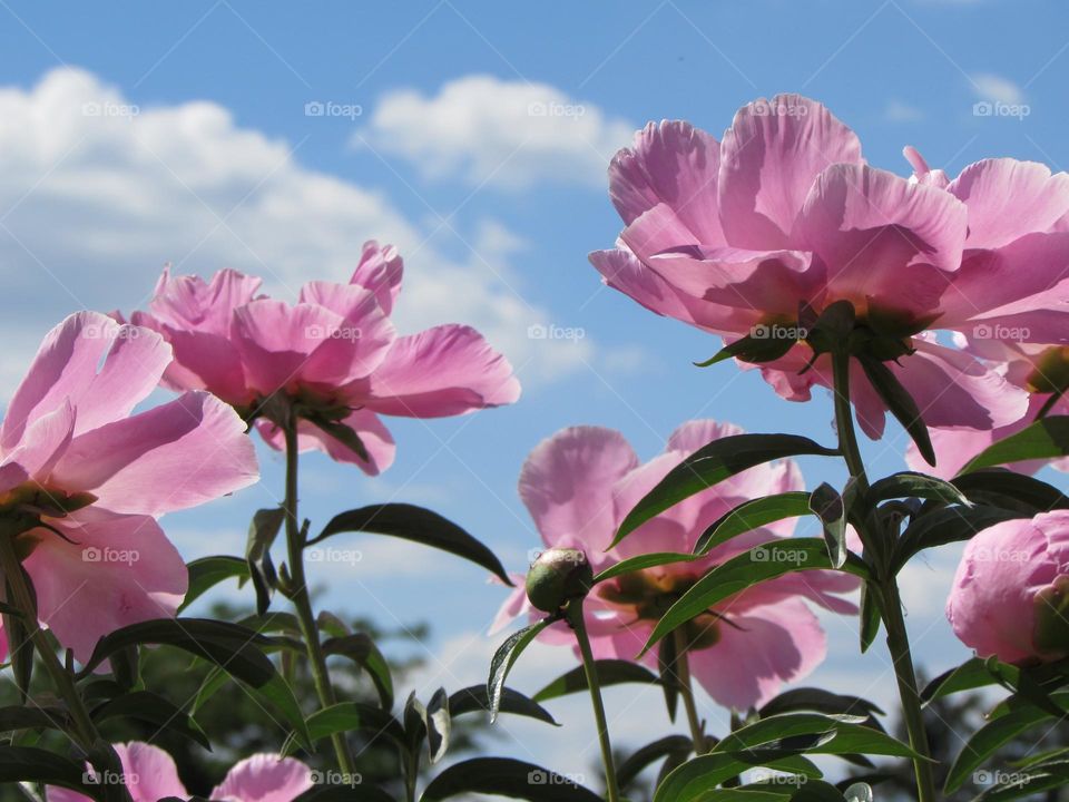 Pink peonies against the blue sky