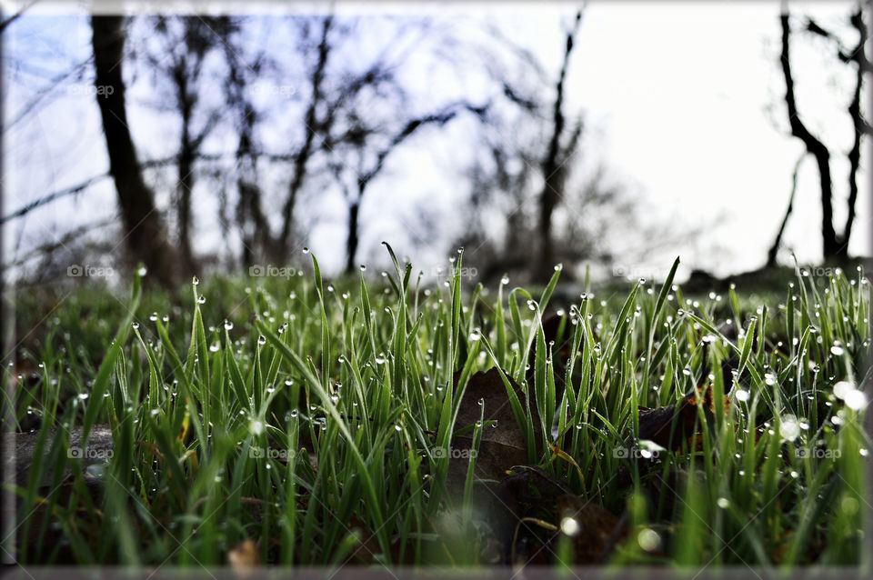 spring morning in the forest