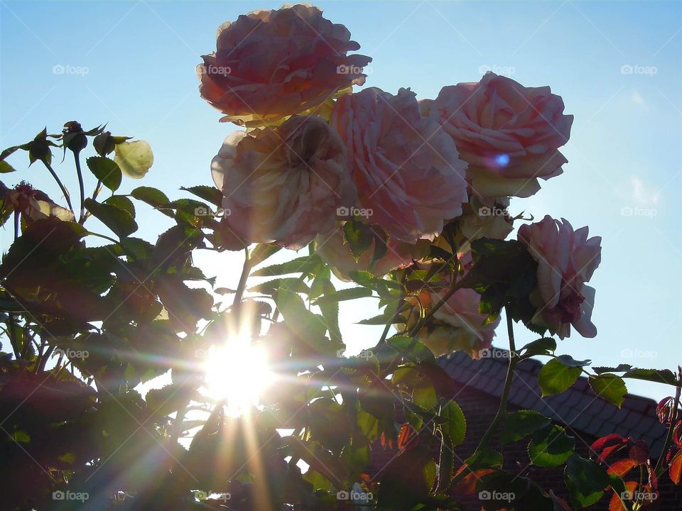 Rose Romantisch mit Sonnenstrahl