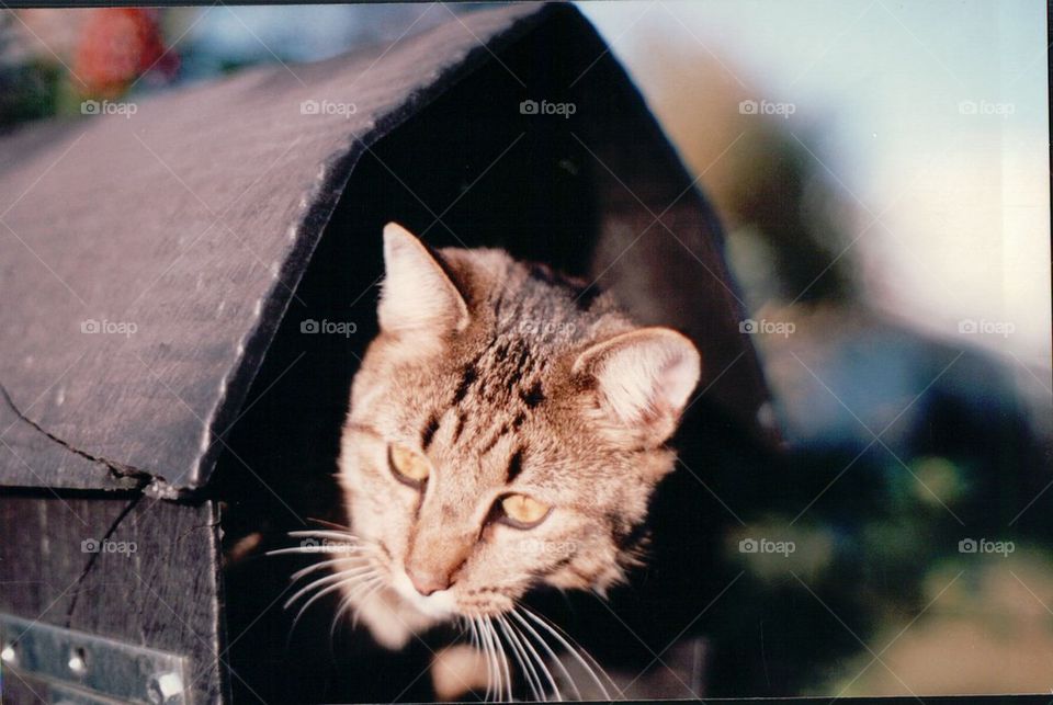 Cat in mail box