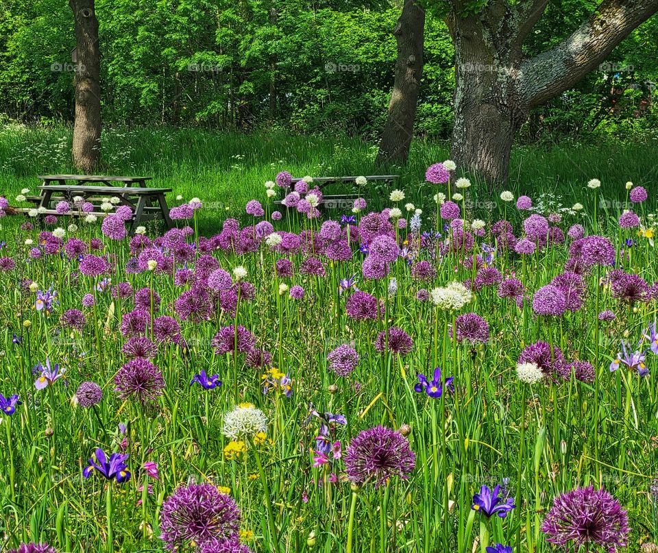 Flowers all over