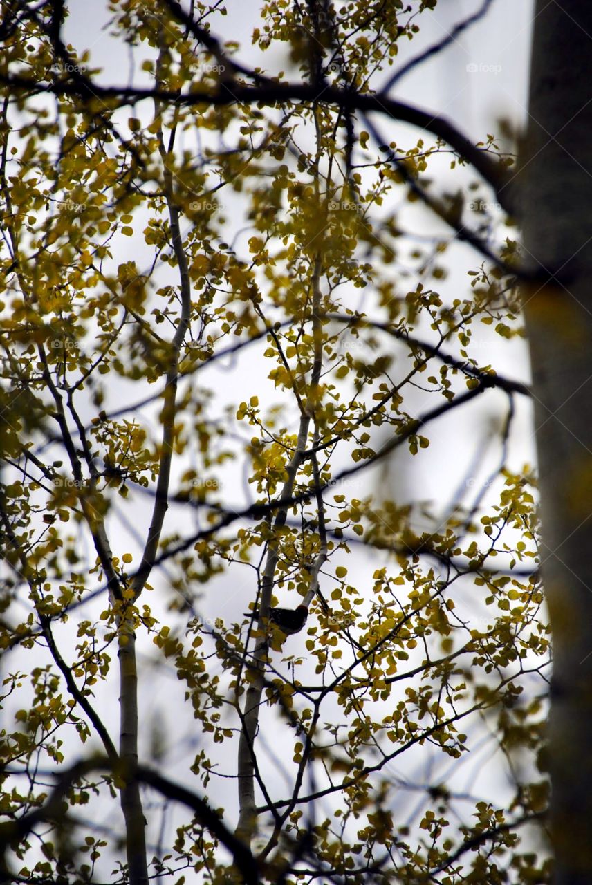 Where in the Tree is the Bird?