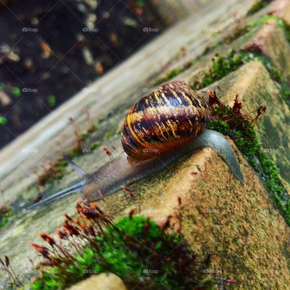 snail