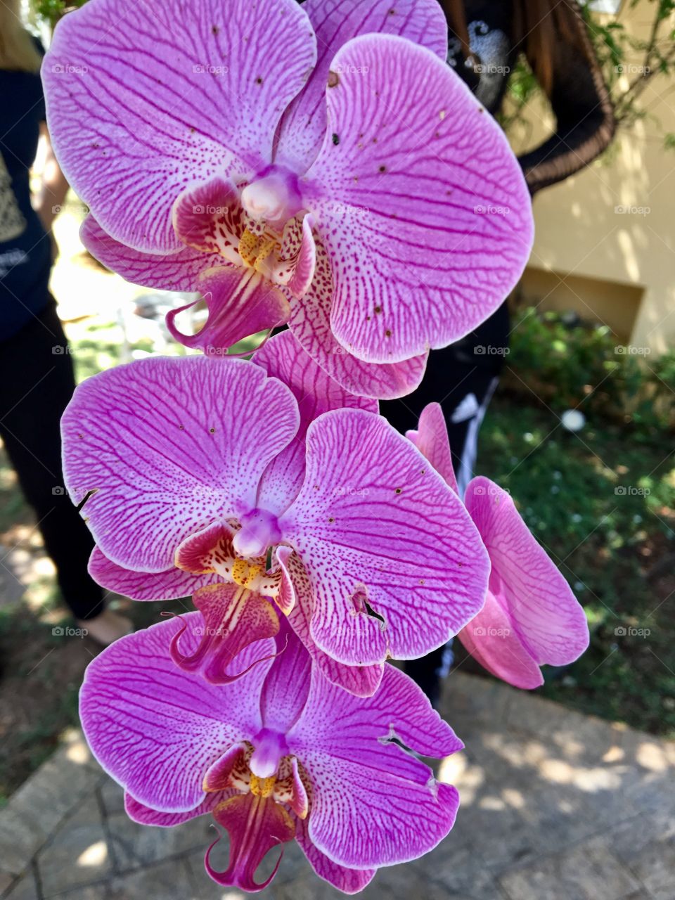 Orquídea 🌸