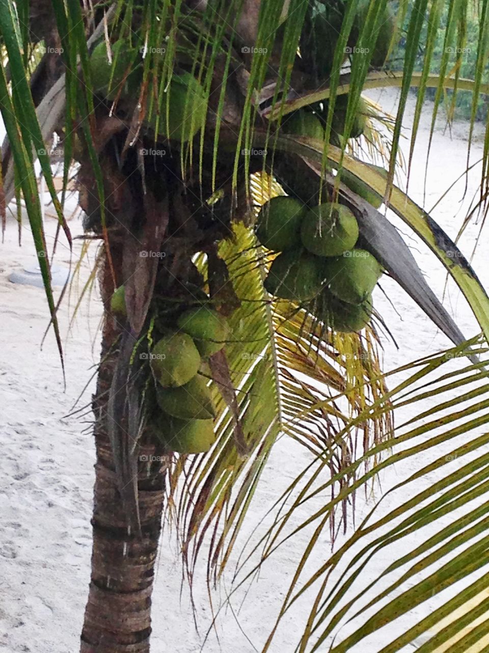 Coconut trees 