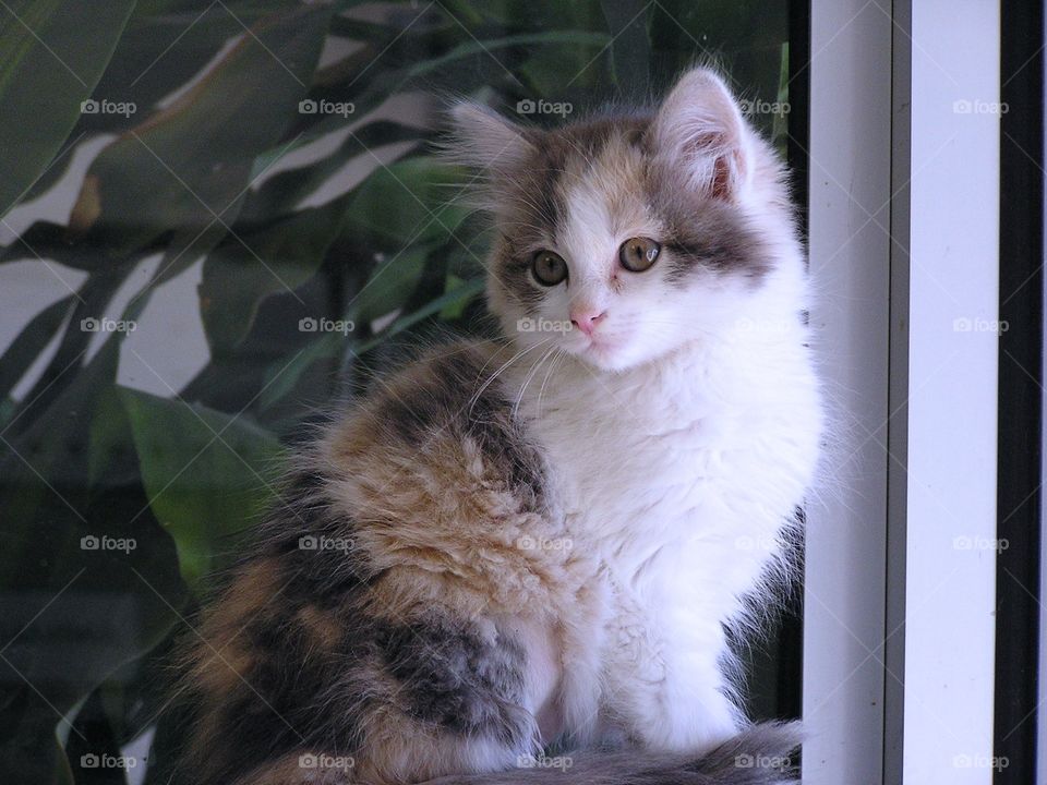 Pretty Fluffy Kitten. Kitten at shelter waiting for a new home