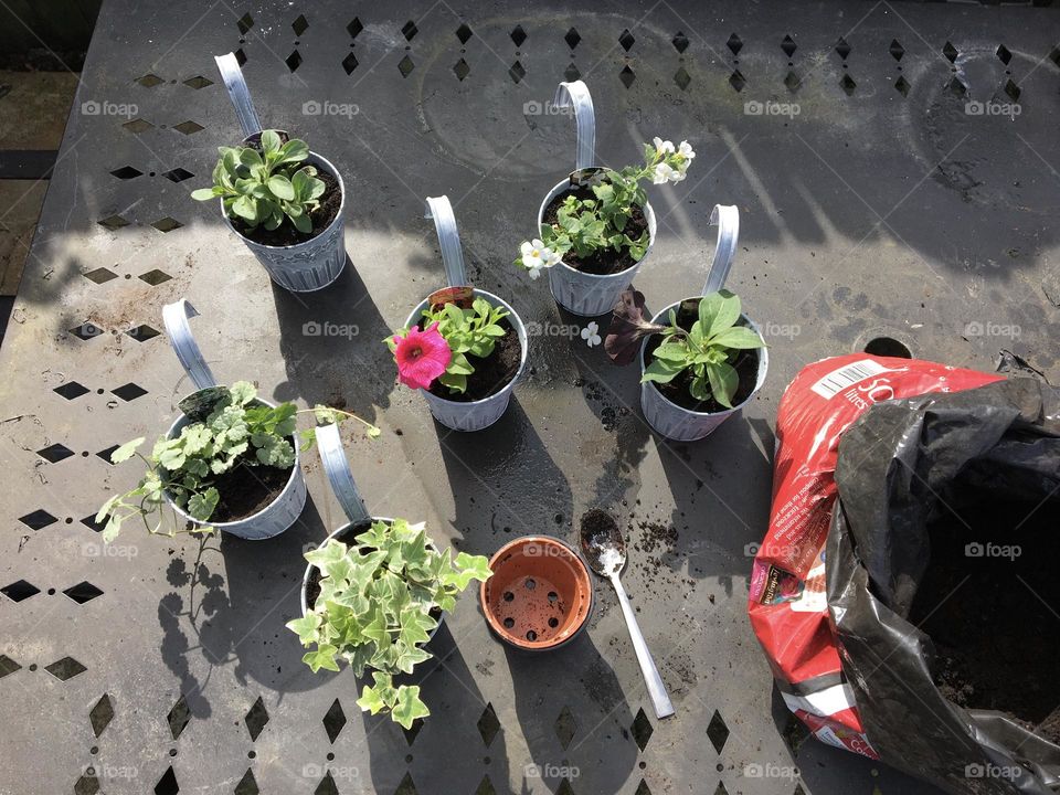 Potting up some petunias, ivy and Aubretia into containers that hang over a fence … brightens it up beautifully 🌸