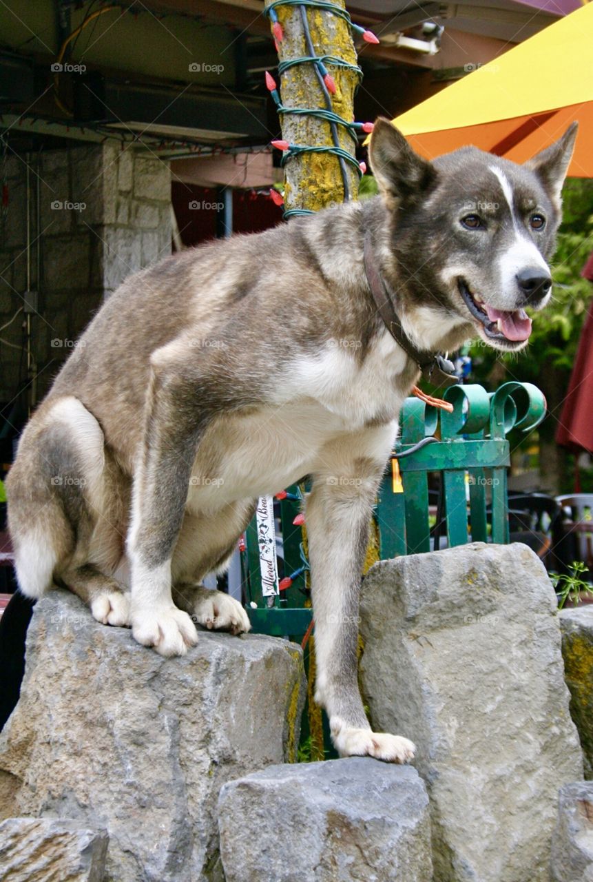 Incredible Husky Dogs