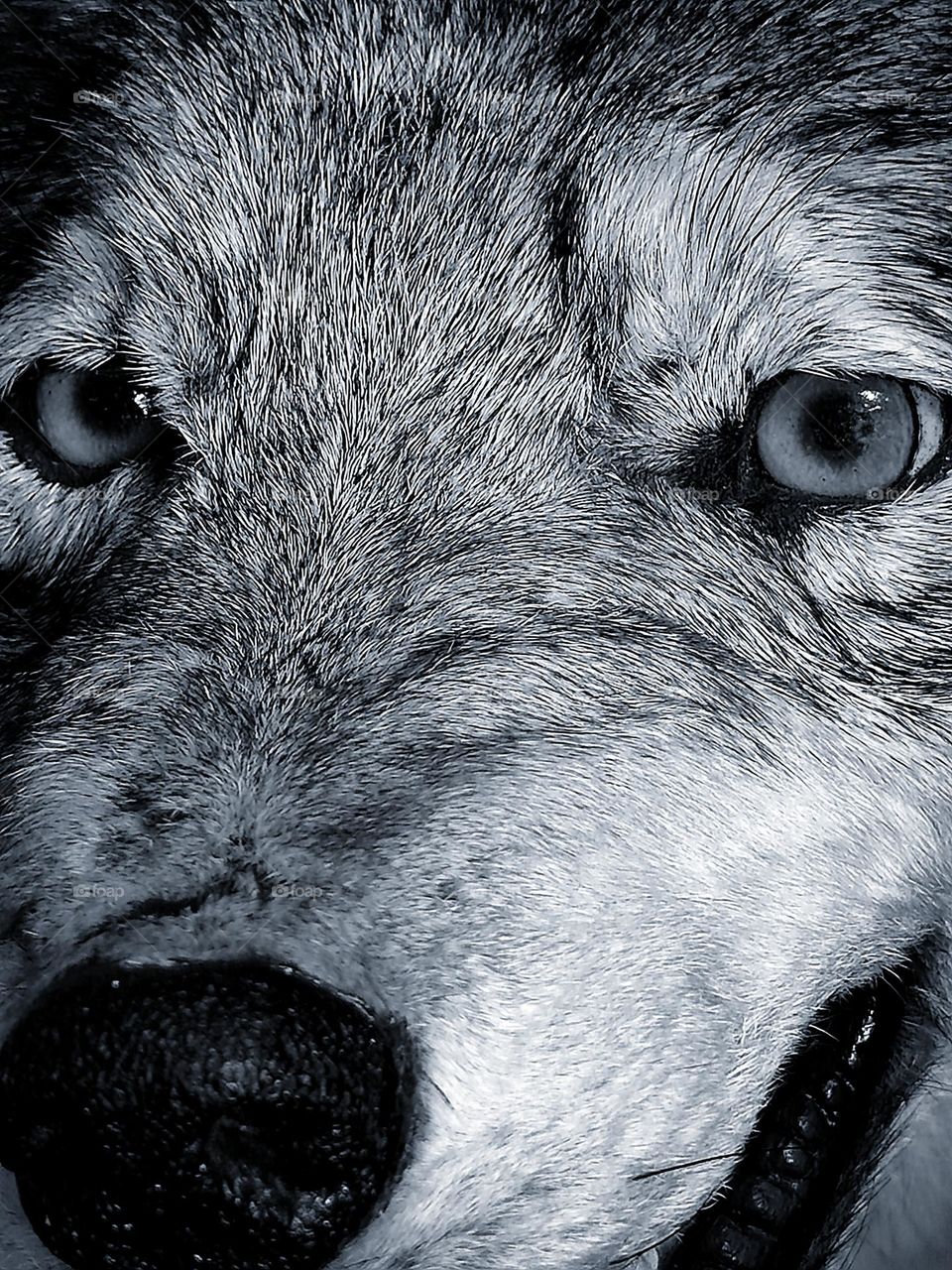 Animals.  Mammals.  Predators.  White Wolf.  The grin of a wild beast