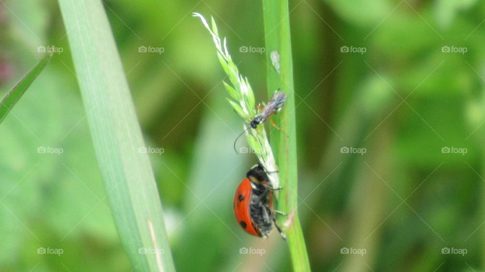 Lady bug on grass