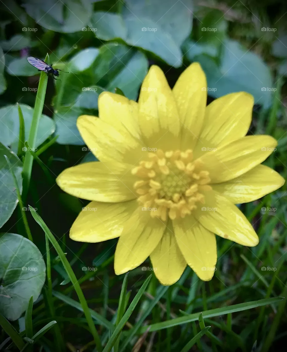 Spring