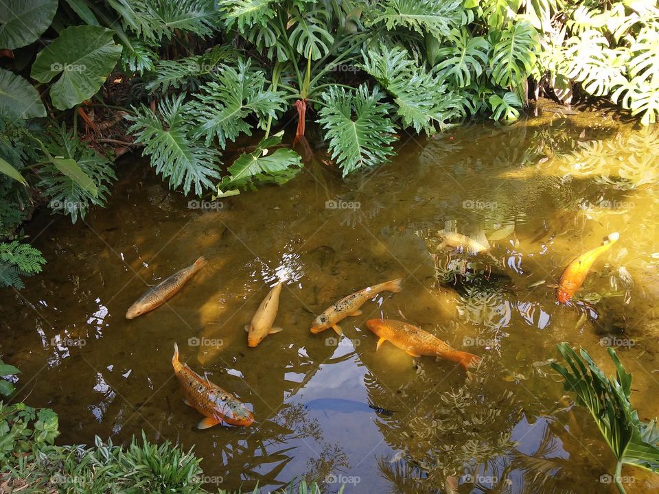 yellow fish lago the parque