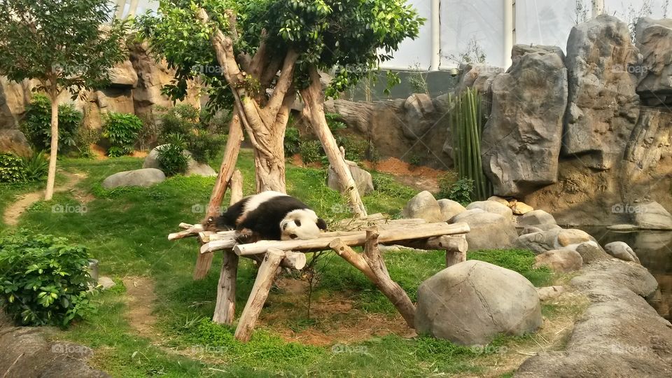 The most relaxed guy ever, A sleeping panda on his bamboo house.