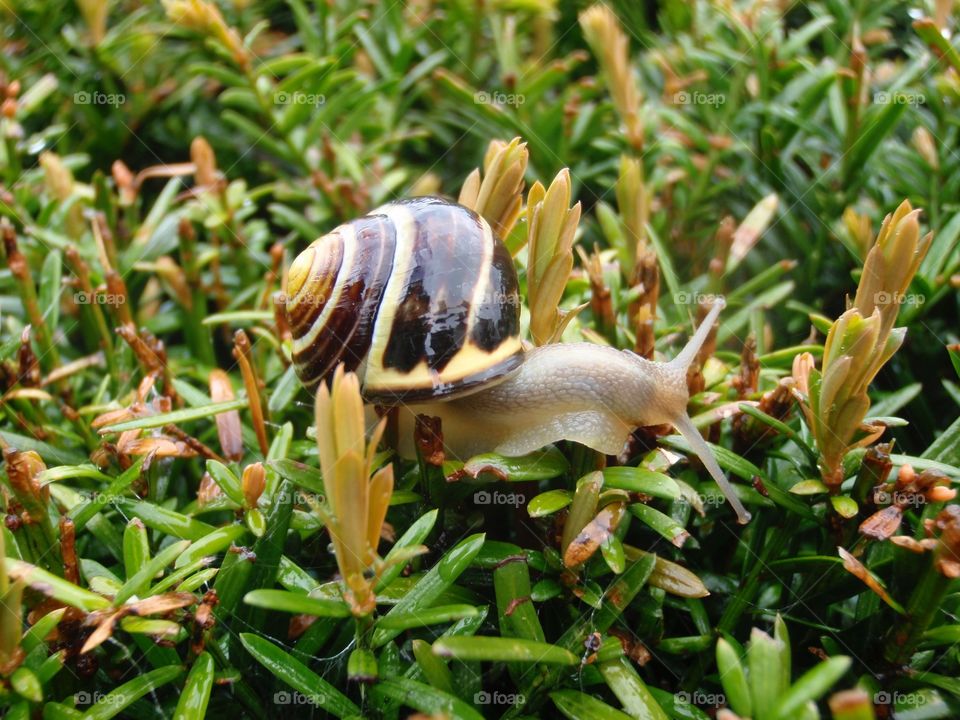 Snail on the bush