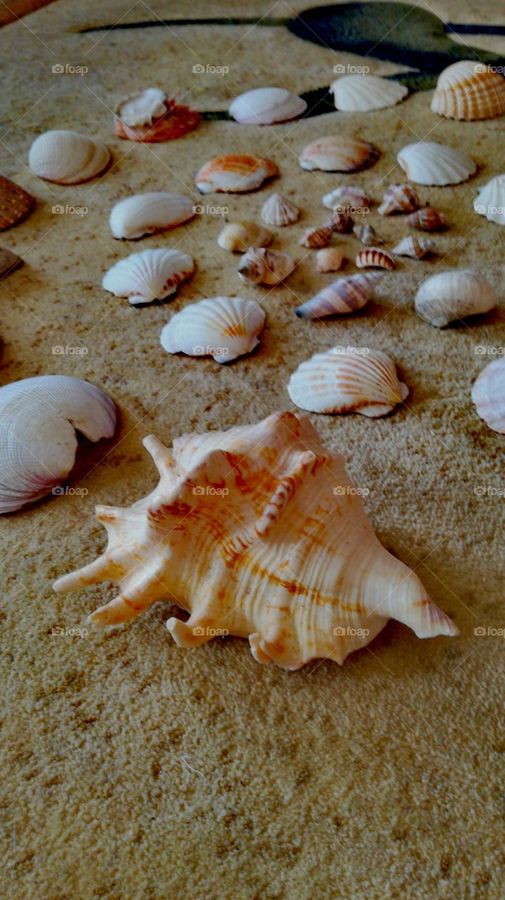 Seashell II