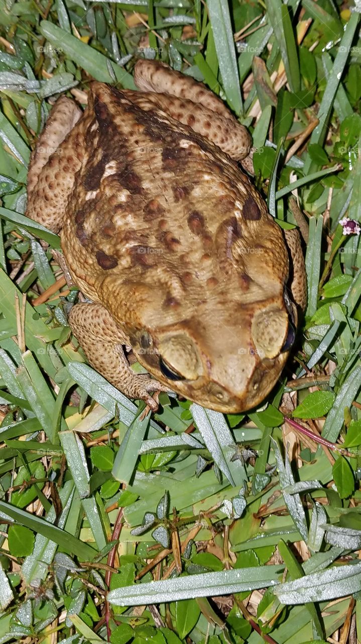 KERP AWAY FROM ANIMALS